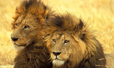 lions