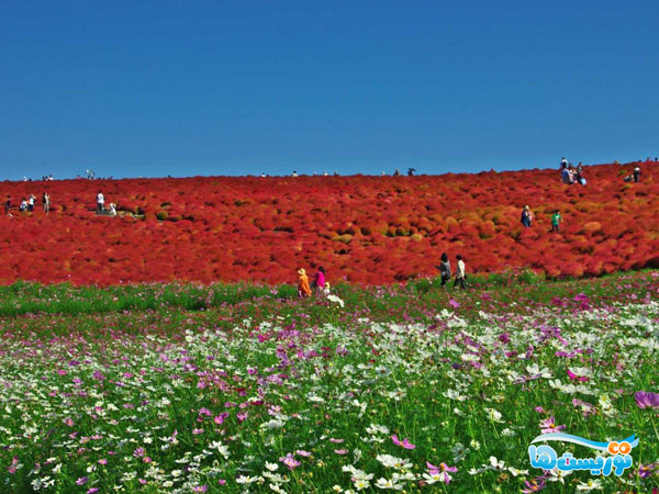 پارک هیتاچی