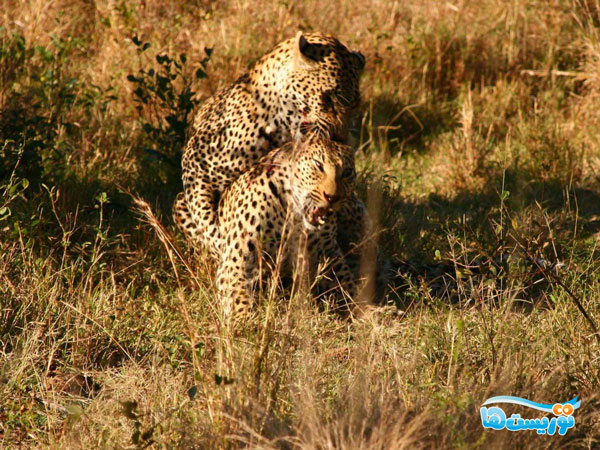 جنوب تانزانیا