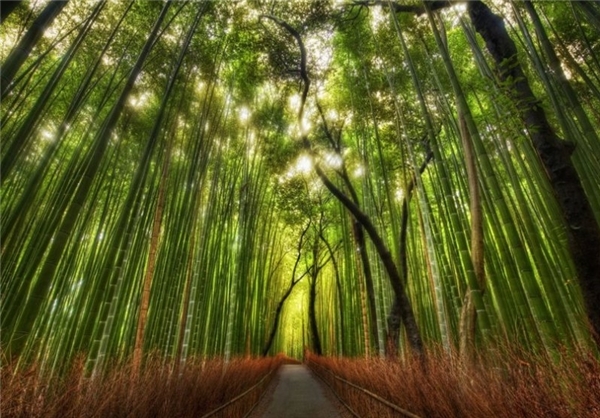 جنگل بامبو - درخت بامبو