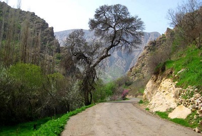 کلم؛ عروس روستاهای ایلام 1