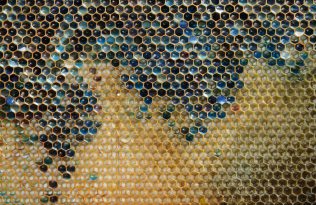 a-bluish-colored-honeycomb-from-a-beehive-is-seen-in-eastern-france-the-unnatural-shades-were-believed-to-be-caused-by-residue-from-containers-of-mms-candy-processed-at-a-nearby-biogas-plant