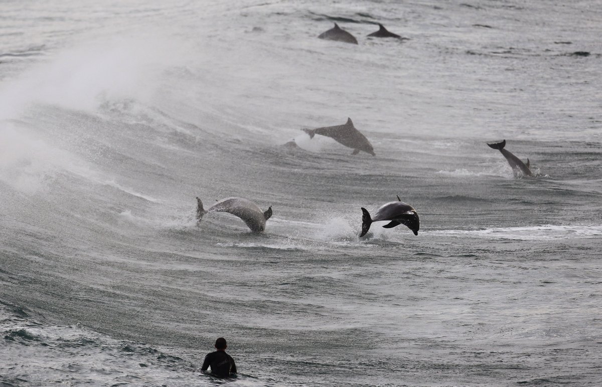 a-surfer-watches-a-group-of-dolphins-leap-in-the-waters-of-bondi-beach-in-sydney
