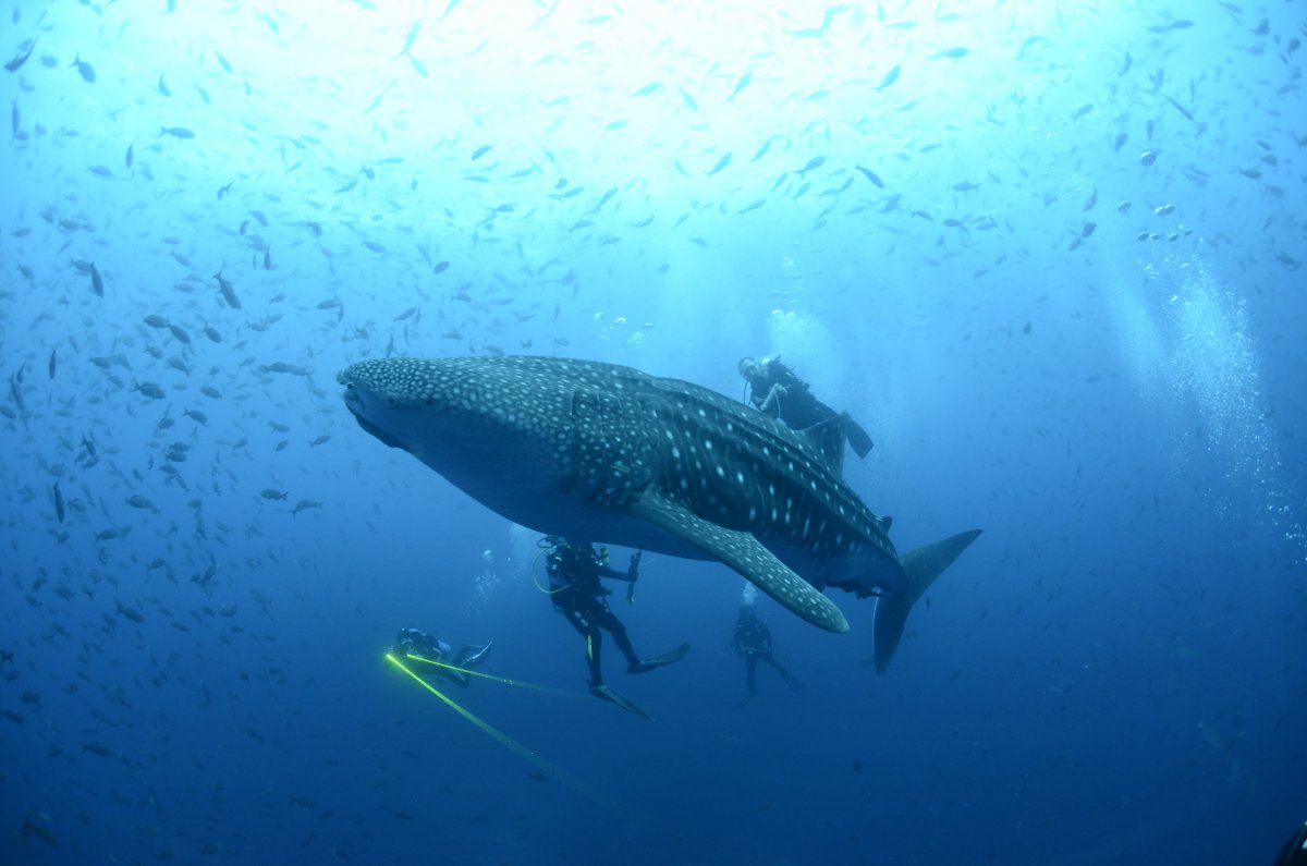a-whale-shark-is-seen-in-the-galapagos-islands