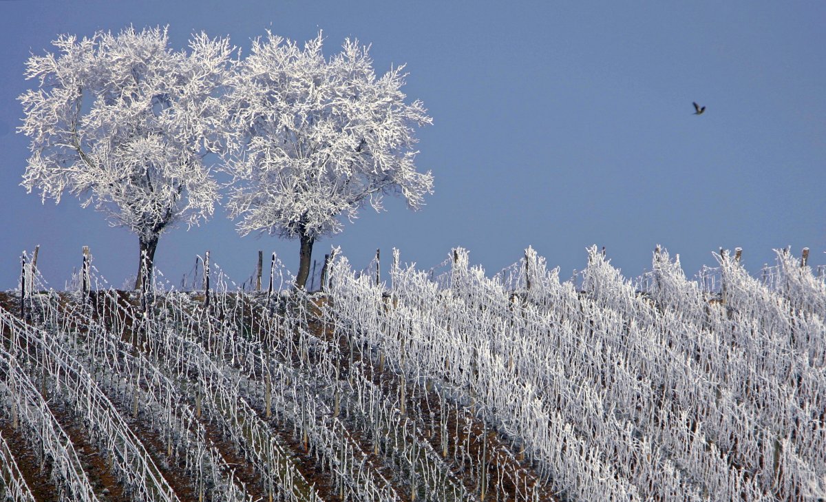 frosted-trees-are-seen-in-the-middle-of-vineyards-in-the-alsace-region-countryside-near-strasbourg-france