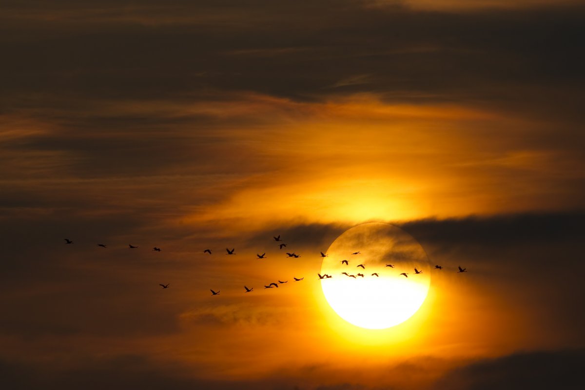 migrating-common-cranes-fly-to-their-night-roost-at-sunset-north-of-berlin