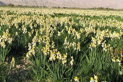 نرگسزارهای بهبهان