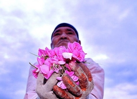 گل های محمدی