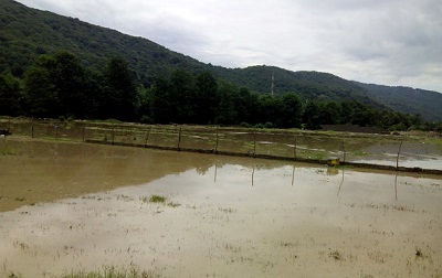 رودخانه جاجرود