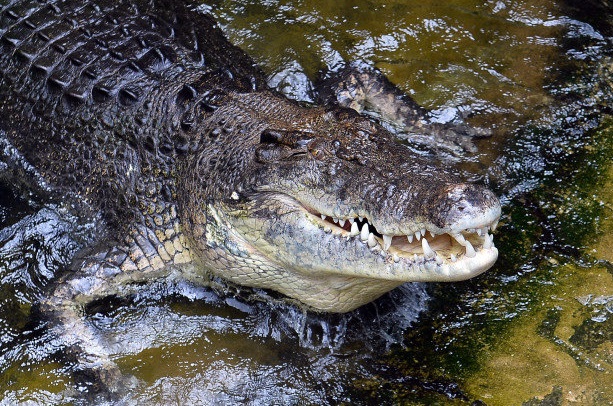 کروکودیل