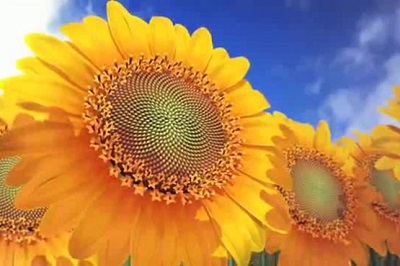 آفتابگردان