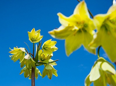 لاله‌های واژگون