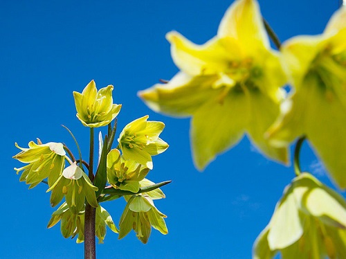 لاله‌های واژگون